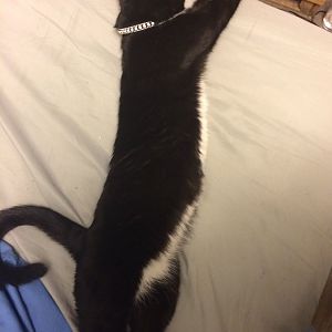 Could my rescue cat be pregnant?