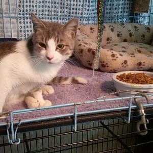 Need rescue/sanctuary for FeLV pos kitten