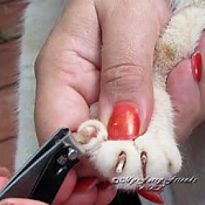 Nail clipping