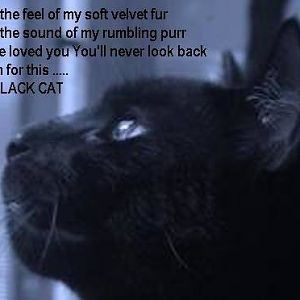 Why do people not like black cats?
