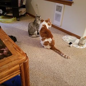 My cats Tyler and Gracie Together and by Themselves