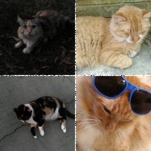 My kitties
