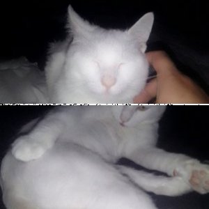 Sleepy lovely White cat