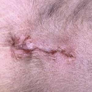 Is my cats spay incision infected?