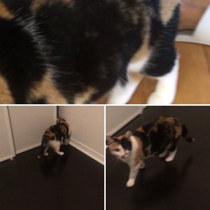 Cat belly videos