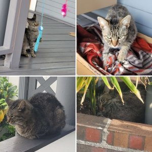 My (stray) cat's pics