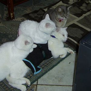 4cats by heater.jpg