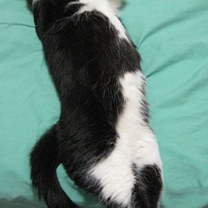 long cat is long.jpg