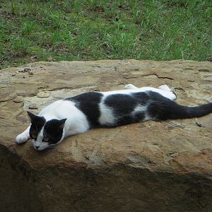 Rock Cat.jpg