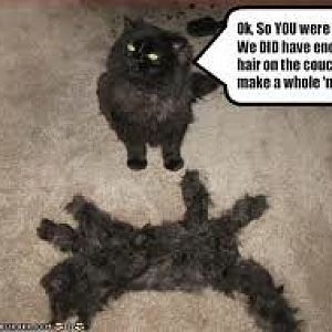 cat hair cat.jpeg