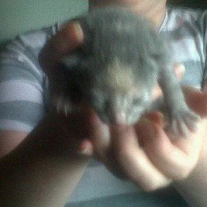 smudge baby grey with brown 2.jpg