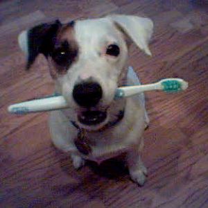 Wilbur toothbrush.jpg