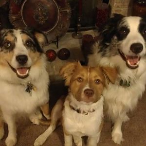 all three dogs.jpg