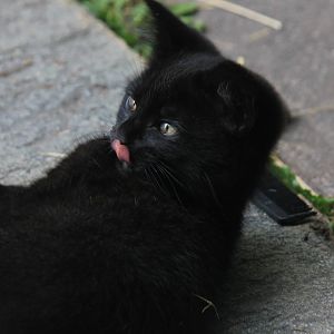 tazriorn_licking_his_nose_by_catbehaviors-d59cayy.