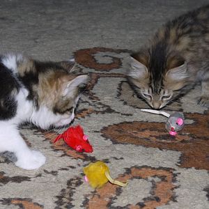 Kittens 076.jpg