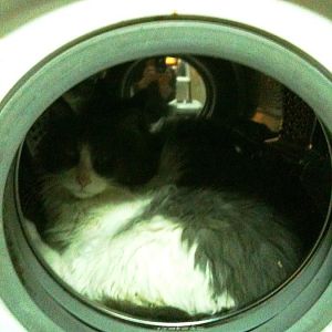 washer cat.jpg