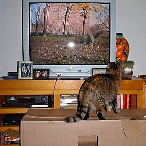WATCHING CAT VIDEO.jpg