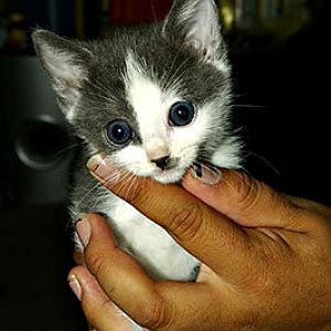 Kitten2.jpg