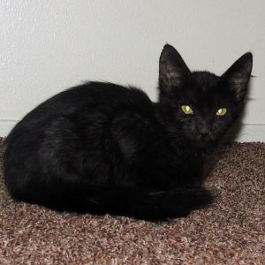 black kitty 005.JPG