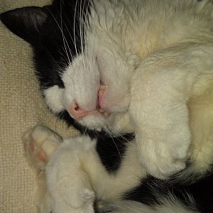 _Tuxedo sleeping smiling 121105.jpg