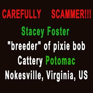 Stacey_Foster_Cattery_Potomac_CAREFULLY_SCAMMER.jp