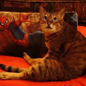 elsa and the spiderman couch.jpg