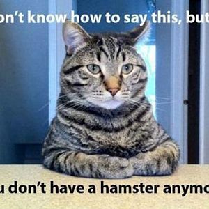 hamster.jpg