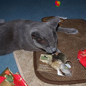 Sundar discovers the squeaky mice.jpg