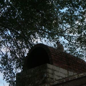 Kitten on chimney 1.JPG