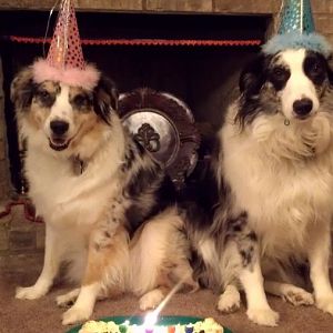 birthday puppies2.jpg