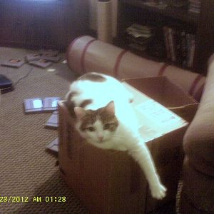 Precious on box with one leg stretched out.JPG