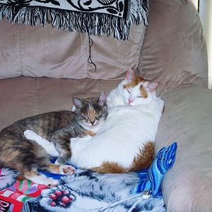buttercream and penny hugging on couch.jpg