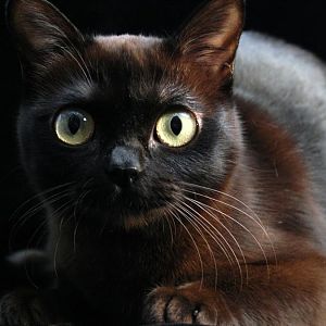 dark-brown-burmese-cat.jpg
