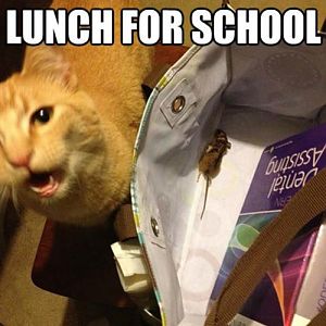 i-packed-you-a-lunch-for-school-i-hope-you-like-it