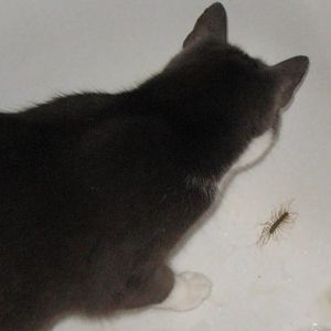 Wiggs insect.jpg