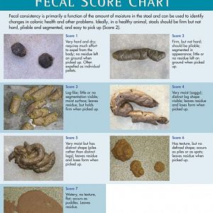 Fecal-Score-Chart-499x600.jpg