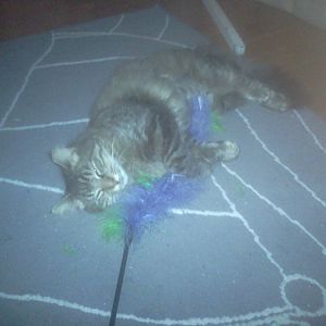 Dolly with Feathery Toy.jpg
