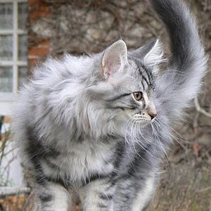 silver-tabby-norwegian-forest-cat.jpg