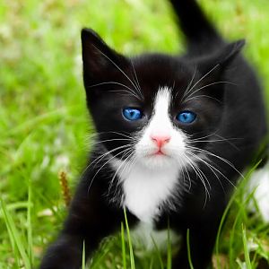 black-and-white-kitten-kittens.jpg