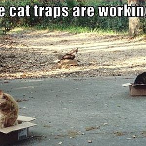 the-cat-traps-are-working.jpg