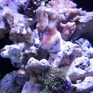 Corals1Zoas.jpg