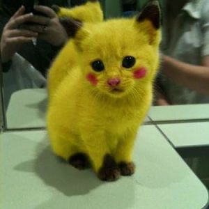 anime-cat-cute-cuteness-overload-kitten-Favim_com- | TheCatSite