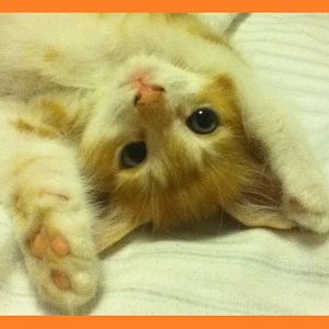 Voldy Kitten 2.jpg