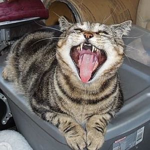 _Chumley yawning big! Feb 2011.jpg