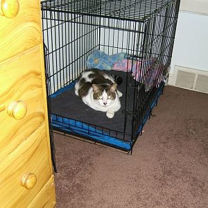Mr. Kitty crate.jpg