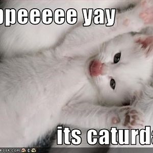 Caturday white kitty cute YAY.jpg