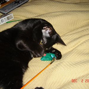 Ming Loy playing w mouse 041202.jpg