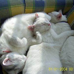 3catsasleep.jpg