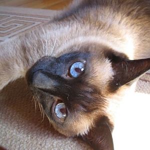 Siamese_cat_reclining_182130134.jpg