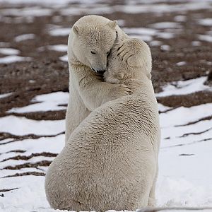 Polar bear hug.jpg